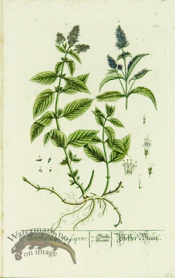 Blackwell German 076